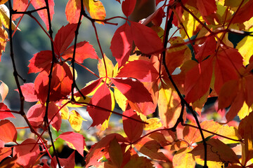 Leaves of virginia creeper (lat.- Parthenocissus quinquefolia)