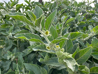 Leaves and flowers Ashwagandha (lat.- Withania somnifera)