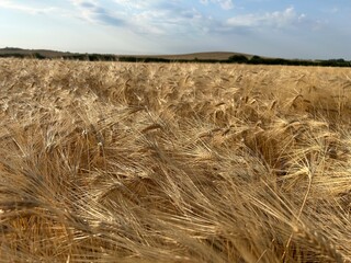 field of wheat and wheat ears.