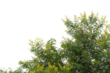 Green leaves isolated on white