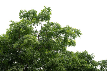 Green leaves isolated on white