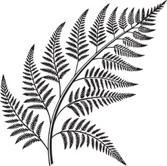 fern leaves vector illustration transparent background