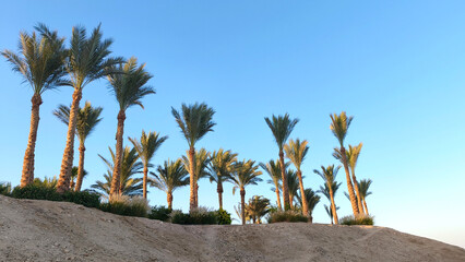 A row of tall palm trees against a clear blue sky in Egypt. The landscape features sandy terrain and lush greenery at the base of the palms.
