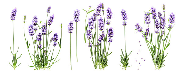 Collection of lavender plants. PNG with transparent background. Flat lay. Without shadow...