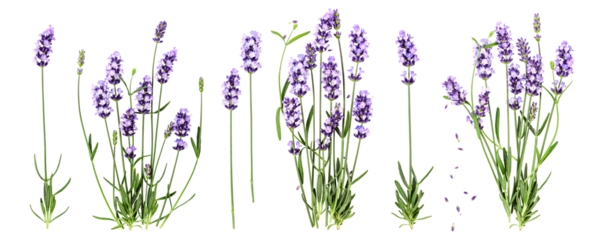 Collection of lavender plants. PNG with transparent background. Flat lay. Without shadow Photography isolated..