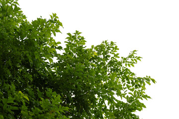 Green leaves isolated on white