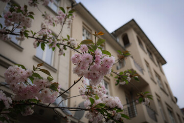 Kwitnące drzewko na tle kamienicy © Magdalena