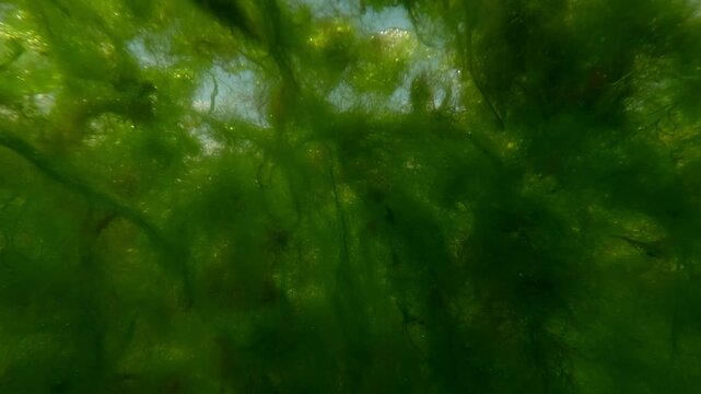 Underwater view on floating islands of Green algae plucked during a storm floating on the water surface, Slow motion