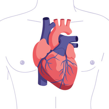 human heart anatomy diagram, pink and blue clip art preview