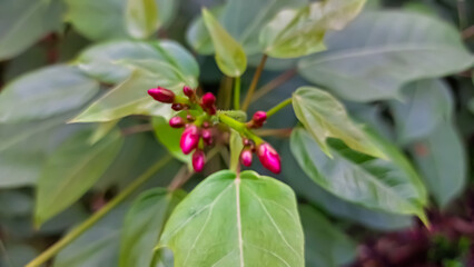 close up image of jatropha inergerrima red flower 