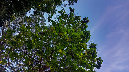 Obraz premium green leaves against blue sky