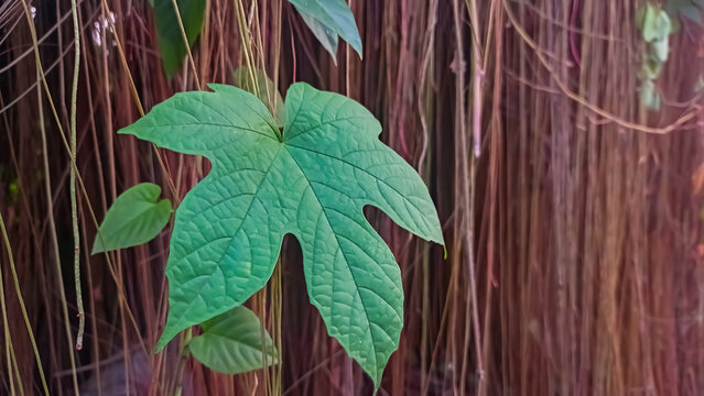 close up image of diplocyclos palmatus plant