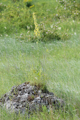 petrified rocks in Ukraine