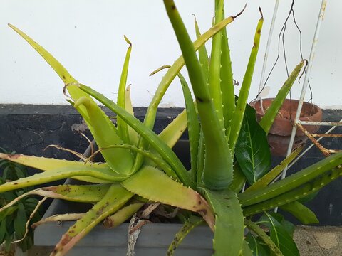 Lidah buaya or Aloe vera plant in pot.