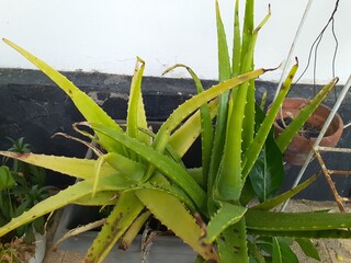 Lidah buaya or Aloe vera plant in pot.