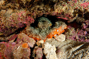 The Watchful Octopus Peering from Its Rocky Den, Blending Seamlessly with Sand and Shells on the Ocean Floor – A Master of Camouflage in the Shallows