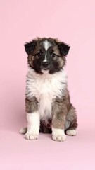 Adorable Polish Lowland Sheepdog Puppy Portrait on Pink Background, Generated image