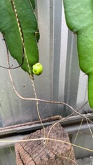 baby dragon fruit flower