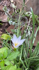 white zephyranthes flower