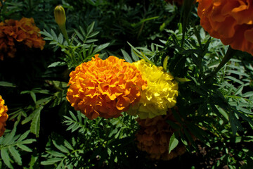 Colorful flowers on the flowerbed in the garden. Nature background. Floral background