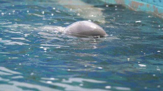 An Irrawaddy dolphin or Neophocaena phocaenoides is swimming on the ocean water surface. Marine animal portrait footage. close-up and selective focus at the eye.