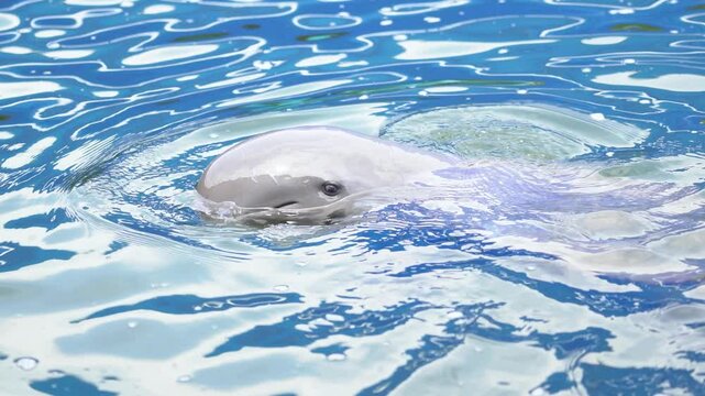 An Irrawaddy dolphin or Neophocaena phocaenoides is swimming on the ocean water surface. Marine animal portrait footage. close-up and selective focus at the eye.
