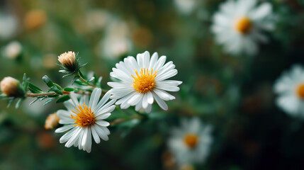 White daisy flowers with yellow centers on green blurred background