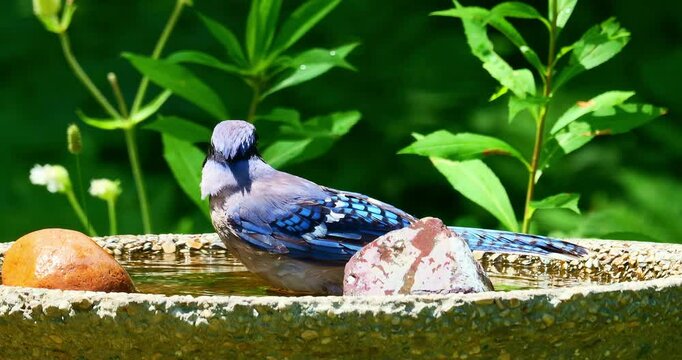 Closeup of beautiful blue jay bird, cyanocitta cristata, as it splashes water while taking a bath in backyard birdbath.
