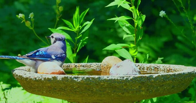 Closeup of beautiful blue jay bird, cyanocitta cristata, as it drinks water and then splashes in it while taking a bath in backyard birdbath, and then flies away.