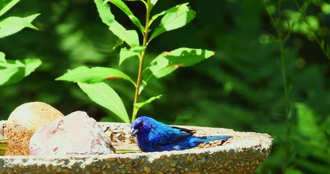 Indigo bunting bird, passerina cyanea, splashes in the water of a backyard garden birdbath.  3 hand held clips.