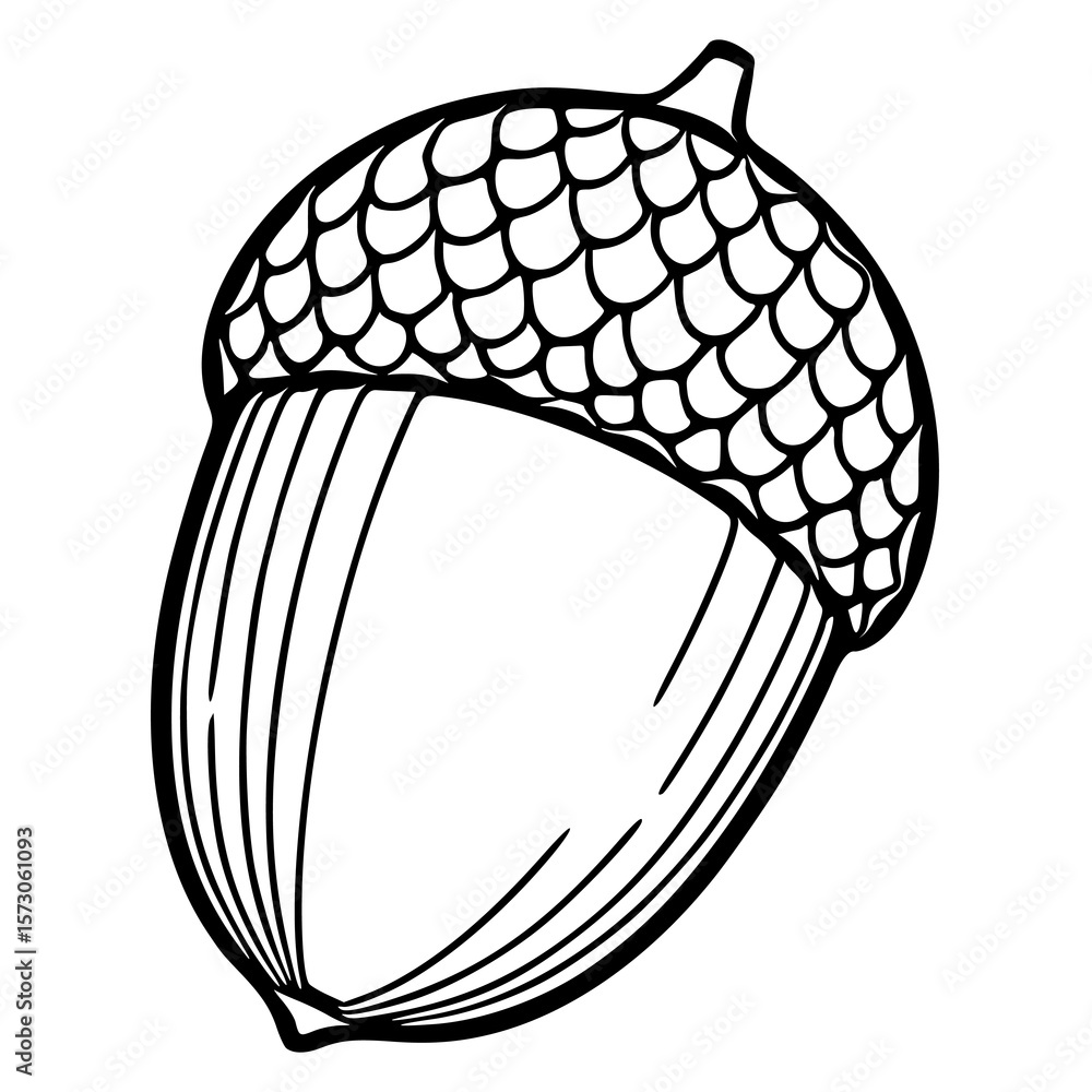Poster detailed vector illustration of an acorn with a textured cap, showcasing intricate line art and a un