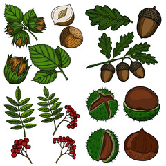 Autumn Vector Illustration: Detailed Hand-Drawn Hazelnuts, Acorns, Chestnuts, and Rowan Berries with Leaves, perfect for seasonal designs.
