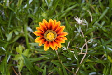 Gazania rigens (syn. G. splendens), sometimes called treasure flower, is a species of flowering plant in the family Asteraceae, native to coastal areas of southern Africa. Funchal Botanical Garden, P