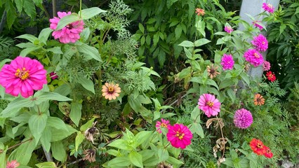 flowers in the garden