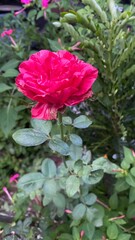 pink rose in the garden