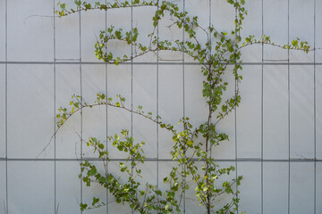 Fresh green vine tendrils climb across a white tiled wall, forming natural patterns. Ideal for use...