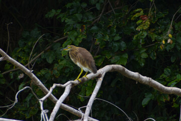 great blue heron