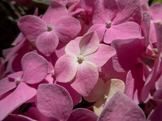 Group of Beautiful Pink Hydrangea Blooms in Close-up