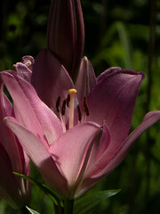 Elegant Pink Lily Blossom with Delicate Details