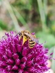 bee on a flower