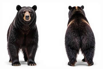 Bear Front and Back: A comprehensive study showcasing a majestic bear in its full form, presenting both the front and rear views to fully appreciate its features.