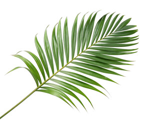Obraz premium tropical leaf isolated on a transparent background. 