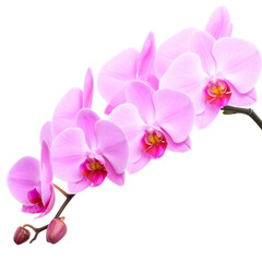 Fototapeta premium Pink Orchid Stem with Multiple Blooms in a Curved Formation, Side Angle Botanical Style, Isolated on Transparent Background