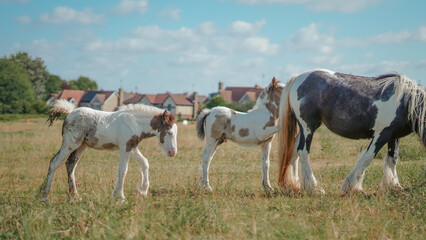Obraz premium Foal care in countryside with focus on horse health and natural growth