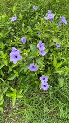 purple flowers in the garden