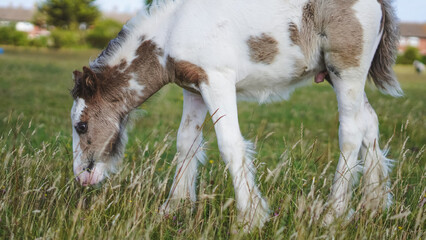 Nature scene with young horses walking and grazing in open grass field