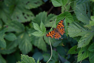 Orange butterfly on green leaves close up