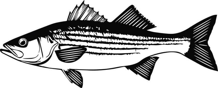Striped Bass Vector Illustration &ndash; Striper Fish Outline for Fishing Decor, Stickers, or T-Shirts
