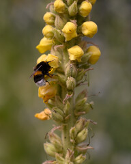 bumblebee collects nectar from a yellow flower
