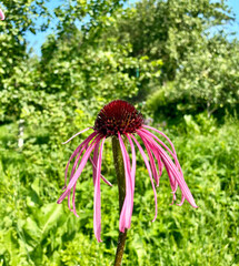 Closeup Echinacea purpurea blooming in summer garden, natural environment, outdoors.